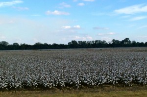 Cotton fields, seen from our car going at 55 MPH.